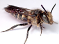 Coelioxys inermis